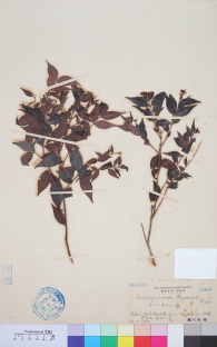 Specimen thumbnail